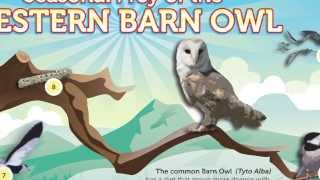 Owl Brand The Barn Owl Food Supply [upl. by Aeuhsoj]