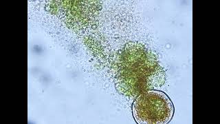 haematococcus pluvialis after membrane rupture [upl. by Cram]