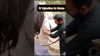 Intravenous injection in horsejugular veinIv injection in horsefurqanbasheer8547 [upl. by Hobart]