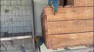 Macaw Breeding Boxes [upl. by Piegari985]