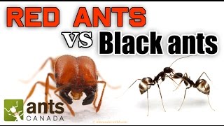 WHO WINS RED ANTS VS BLACK ANTS [upl. by Cleodal657]