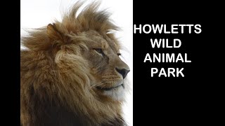 A Day Trip to Howletts Wild Animal Park [upl. by Allistir149]