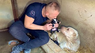 Rescued Abandoned Mama Dog Raising Puppies in the Bushes [upl. by Odnamla379]