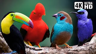 Most Beautiful Tropical Birds  Amazing Birds Chirp  Stress Relief  Healing Nature Sounds [upl. by Annauqal936]