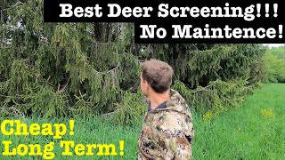 1 Deer ScreeningHabitat Hunters NEED To Plant Create Buck Bedding amp Cover All Year [upl. by Andris]