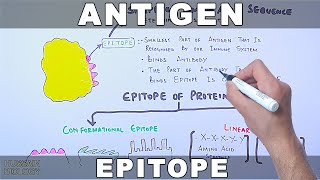 Antigen [upl. by Aisek]