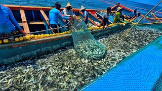 WORLD’S LARGEST CATCH TODAY Billions Marckerl Fish Hauled In Single Fishing Trip Wow  SEAFISHING [upl. by Bellaude]