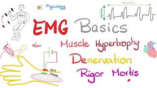 Electromyography EMG Basics Muscle Hypertrophy Denervation Rigor Mortis  Muscle Physiology [upl. by Yebot]