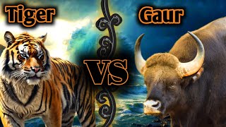 Bengal tiger vs Indian bison  Gaur vs Bengal tiger wildlife animals tiger jungle [upl. by Sine]