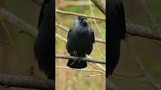 The Jackdaws Characteristic Call  Bird Sounds shorts [upl. by Fishback]