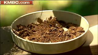 Potted plants pose fire danger on decks [upl. by Bailey]