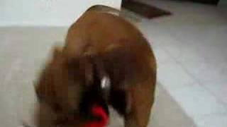 Pitbull Brown Nose vs Stuffed Toy monkey [upl. by Jeramey572]