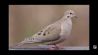 Mourning Dove bird sounds [upl. by Aiuqat]