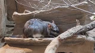 Plains viscacha [upl. by Aicemat44]