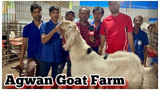 Full Tour of Agwan Goat Farm Padgha  Goats From 365KG Kota 400KG Saanen 17000 [upl. by Navoj]