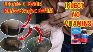 INJECT NG VITAMINSBELAMYL SA BIIK UPDATE SA MGA INAHIN MANGUNGUMA TV [upl. by Glavin]