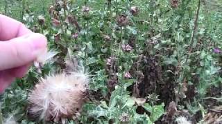 Milk thistle Silybum marianum plant and seeds in mid August [upl. by Beryl]