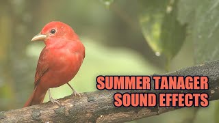 Summer Tanager Sounds ☀️ Summer Tanager Singing [upl. by Ahsimrac]