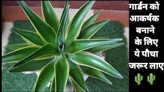 complete care of agave Americanaरामबांसcentury plantAmerican aloe ☘️ beautiful xerophyte [upl. by Schriever60]