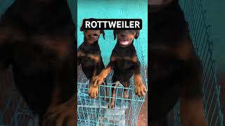 ROTTWEILER GUARD DOGS [upl. by Aniram]