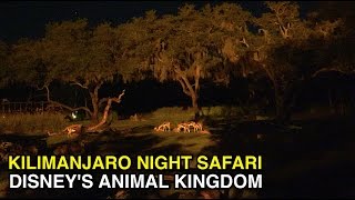 4K Kilimanjaro Safari  Nighttime Animal Expedition  Animal Kingdom Orlando FL [upl. by Darlene529]