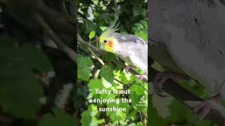 Tufty is out enjoying the garden beautiful bird birdsinging cute fypyoutube fypageシviral fyp [upl. by Aimac]