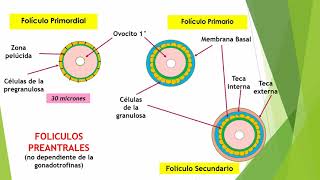 Ciclo Estral de especies de interés zootécnico Parte 1 [upl. by Spiro]