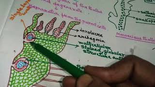 Pellia  Structure and Life cycle in Hindi [upl. by Meggi134]