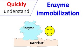 Enzyme immobilization [upl. by Arekahs]