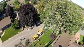 ABATTAGE 1 ORME 100 ANS🌿 Arborist  Élagueur 🌲🌳 DÉMONTAGE darbres à Québec arb crazy tree Qc [upl. by Alodi]