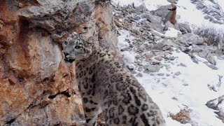 Chasing the Rare Snow Leopard  Behind the Scenes of Frozen Planet II  BBC Earth [upl. by Ko]