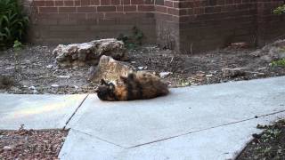 My calico Manx cat rolling around outside Ends with a bang [upl. by Naleag]