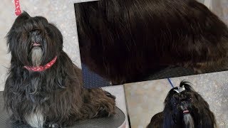 Grooming Guide  Grooming a Full Coated Shih tzu 64 [upl. by Gnuoy993]