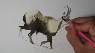 Winter Apennine Chamois  Watercolor in timelapse [upl. by Ayifa]