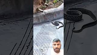 Why do cats win to snakes funny shortsfacts animals cat snake viralshort trending funny [upl. by Xel820]