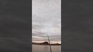 Having So Much Fun at Lake Powell  fishing fish fishingvideo fishvideo angler fishinglife [upl. by Hebel]