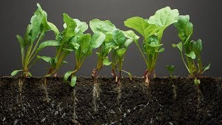 Spinach TimeLapse  40 days  Soil cross section [upl. by Moneta]