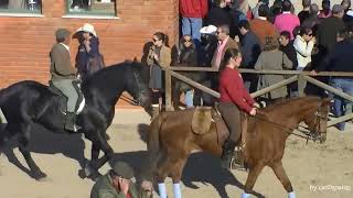 Golegã Feira do Cavalo Portugal HD [upl. by O'Meara]