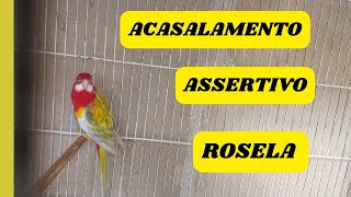 ACASALAMENTO ASSERTIVO NAS ROSELAS [upl. by Ardnosak]