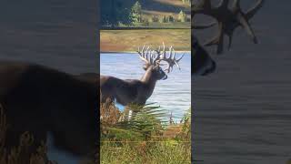 The Most STUNNING Great One Whitetail Deer UP CLOSE Call of the wild shorts [upl. by Renckens]