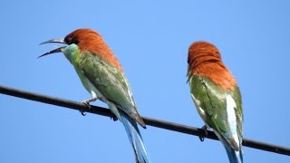 Rufouscrowned Beeeater Merops americanus [upl. by Alyakem]