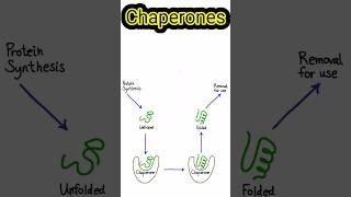 Chaperones shortsfeed biology biochemistry molecularbiology [upl. by Ginevra]