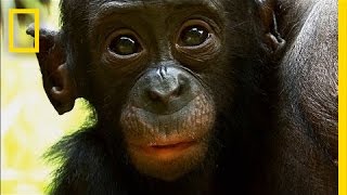 Things You Probably Didnt Know About Cute Bonobos  National Geographic [upl. by Ellehcit]