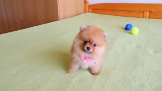 Female Pomeranian Puppy for Sale [upl. by Alrad]