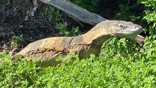 Lace Monitor  Turn your sound up  Dandry Springs [upl. by Vershen918]