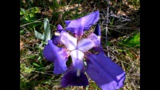 FORENZA Potenza  Basilicata  DOVE PIU AZZURRO IL CIELO [upl. by Ellesij14]