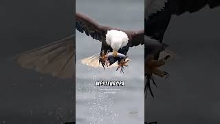 Seeadler Slow Motion facts tiere animals [upl. by Ettezil303]