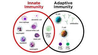 Introduction to Innate Immunity [upl. by Bocyaj]