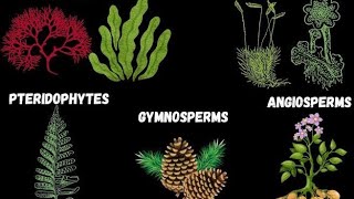 lecture 2 algea classification chlorophyceae  chlorophyllpheophyce brown algea [upl. by Eiuqcaj]