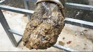 CutTrim and Cleaning  The shocking truth about cutting maggot nests on cows hooves [upl. by Lemmor]